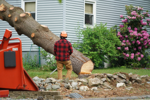 Local Tree Services in Wasilla, AK.